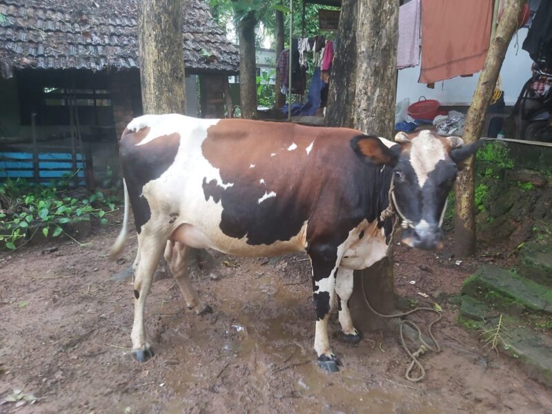 Meena