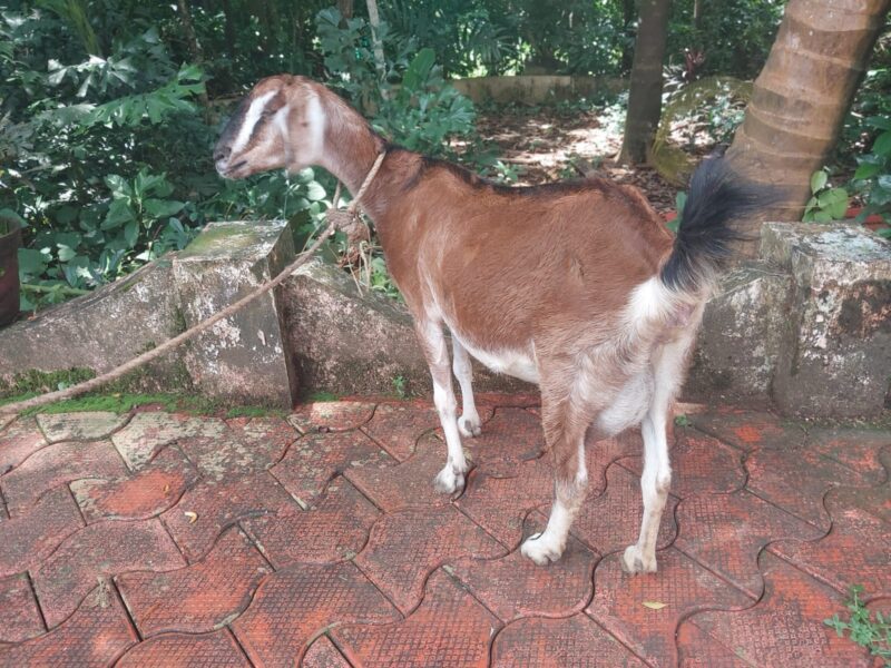 Ponnu